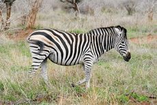 Zebra (13 von 28).jpg